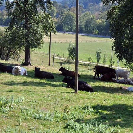 Mostheuriger Steyrdurchbruchalm Leonstein Luaran gambar